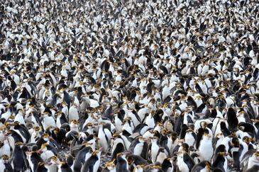 Pinguins colony, Macquarie Islands © Etienne Pierart