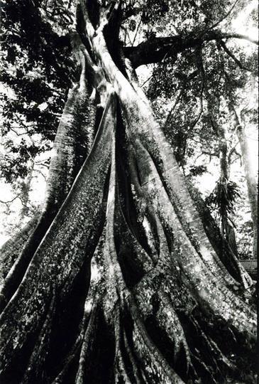 Tronc, Kerala, Inde © Etienne Pierart.