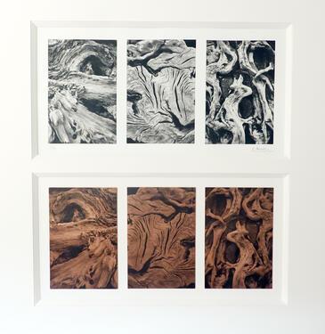 Triptyque Kauri, héliogravure © Etienne Pierart