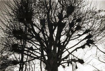 Arborescence, Dreux, France © Etienne Pierart