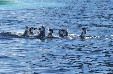 Emperor chicks first swim, Cape Washington, Antarctic. © Etienne Pierart.