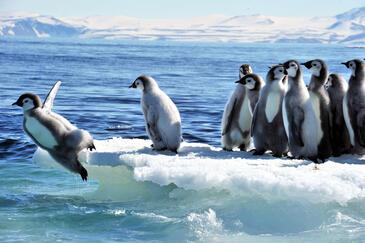 Emperor chicks first plunge, Cape Washington, Antarctic. © Etienne Pierart.