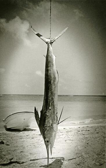 King Fish, Dominican Republic. © Etienne Pierart.