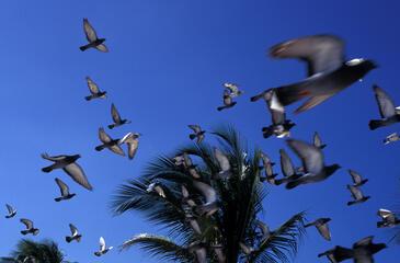 "Envol", Key West, USA. © Etienne Pierart.